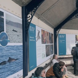 lots of people Scarborough Seawathing station, watch Dolphins, Whales,Minky Whale.