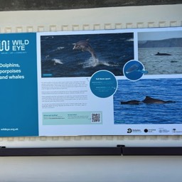 Scarborough Seawathing station, watch Dolphins, Whales,Minky Whale.a quick view